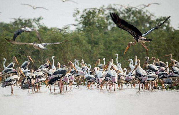 Peariang Bird Sanctuary Tour from Siem Reap