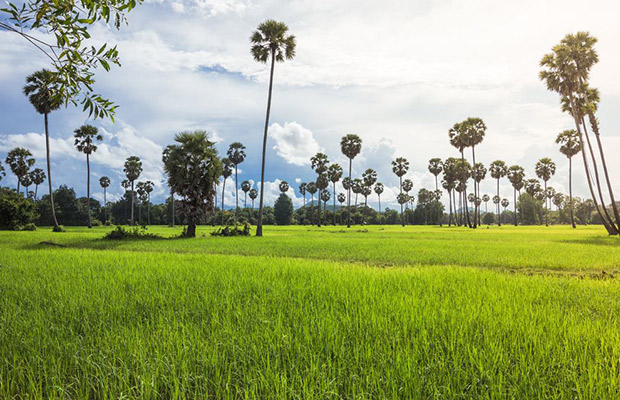 Full-Day Battambang Private Tour (Starting from Siem Reap)